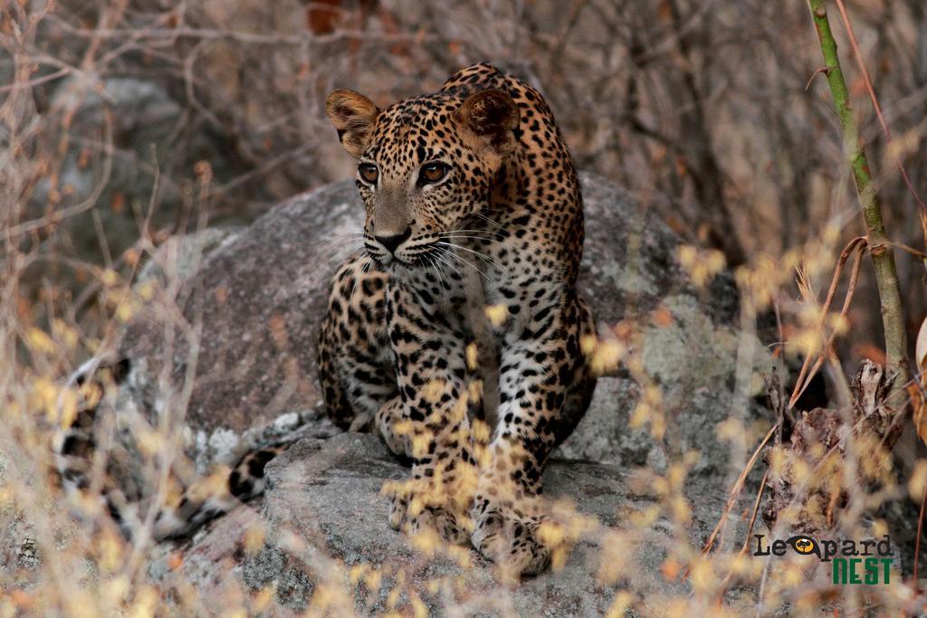 Hotel Leopard Nest - Glamping In Yala Exterior foto